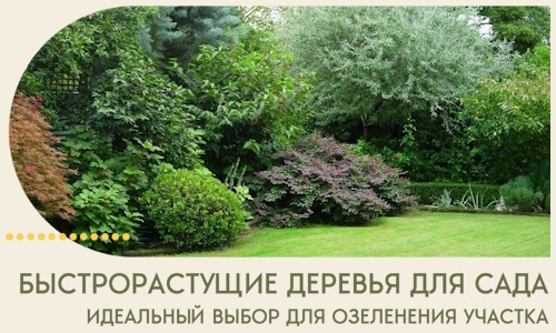 Быстрорастущие деревья для сада идеальный выбор в Анапе
