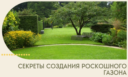 Секреты создания роскошного газона в Анапе